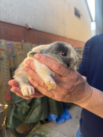 Rex lop ear boy for sale