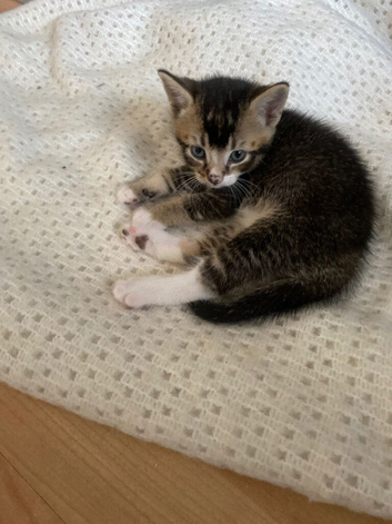 For Sale.  4 Bengal/Tabby kittens