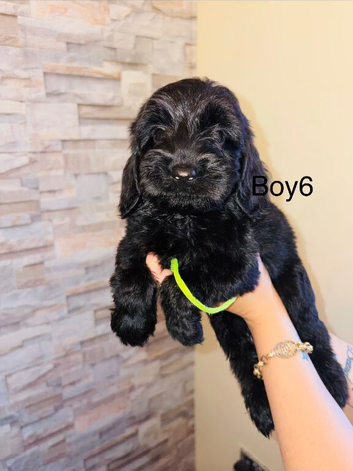 Adorable cavapoo puppies