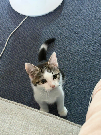 Kitten needing new home
