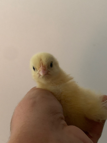 Last few La Bresse Gauloise Purebred chicks available