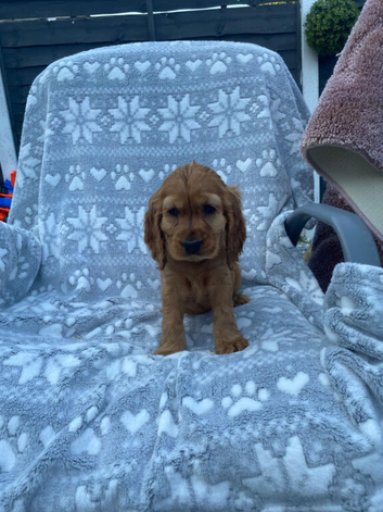 Cockapoo puppies for sale