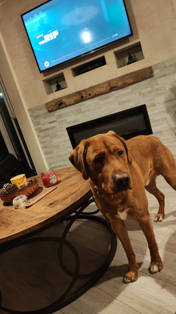 Dog forsale