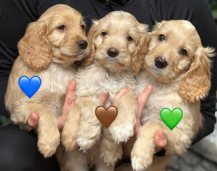 Cockapoo puppies