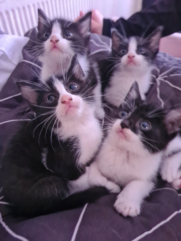 Only girls left .. the 3 with white stripes.. black face boy is gone
