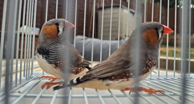 Zebra Finches