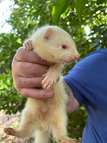 ferrets for sale