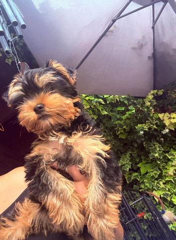 Beautiful Girl Yorkshire terrier pups