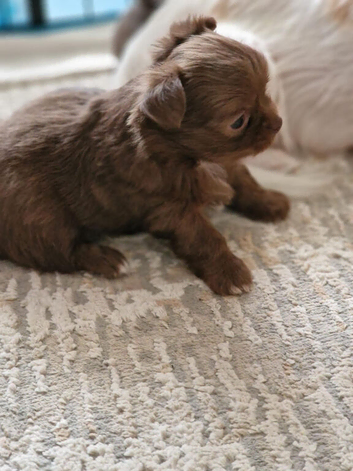 Chocolate & Cream Apple Head Long Haired  Russian Chihuahua Girl - Absolutely Beautiful Quality Ready Now