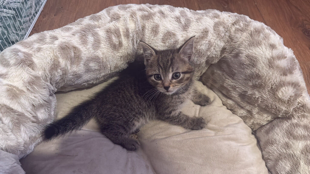 Kittens