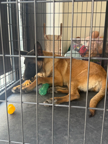 female belgian malinois