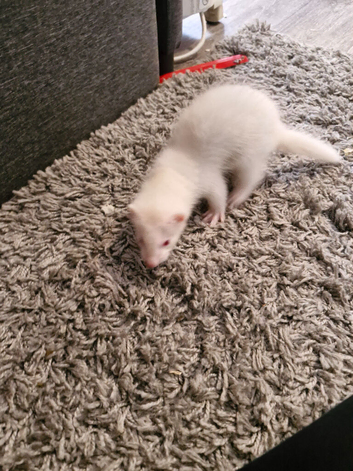 2 litters kits available now