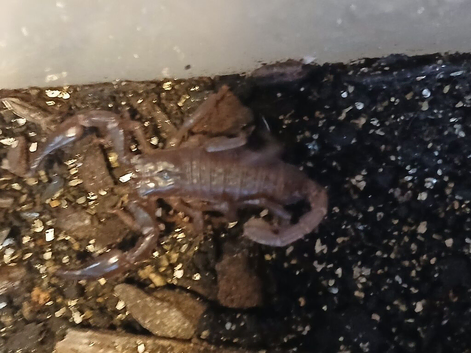 Baby asian forest scorpion