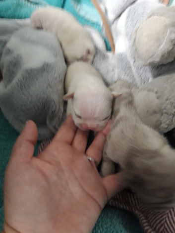 Pups for sale