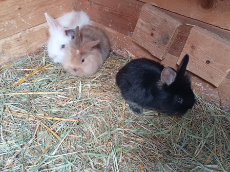 Baby rabbits available now