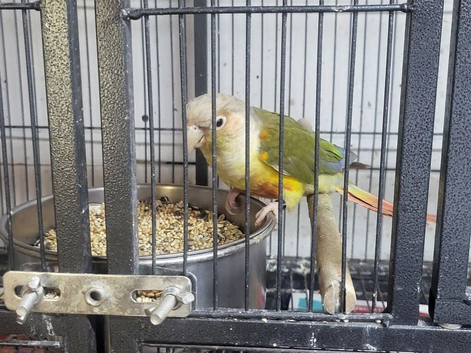 Breeding female