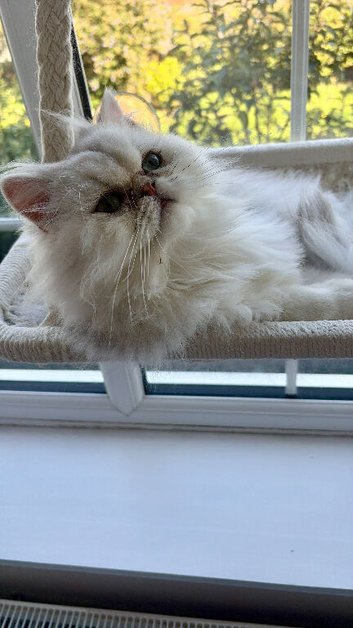 Gorgeous Playful Male Persian Chinchilla - 1.5 Yrs
