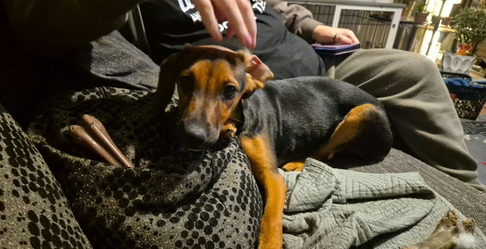 Jack x sausage