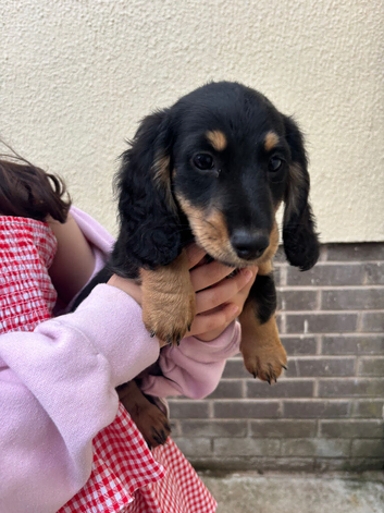 Male Kc reg mini dachshund