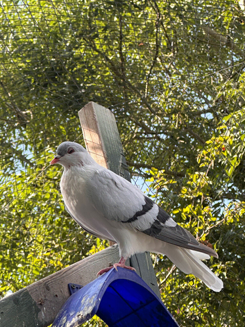 Pigeons