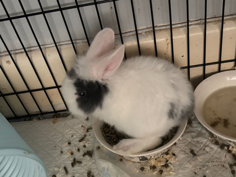 Male 5 week old rabbit for sale