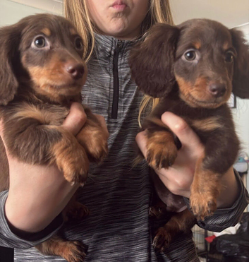 Long hair mini dachshunds