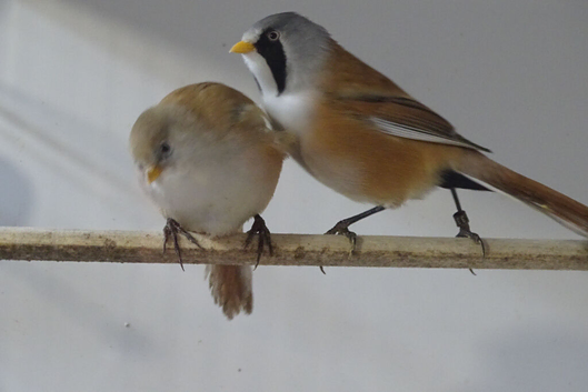Bearded Reedlings 2025 BBC rung