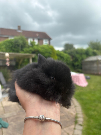 Dwarf Lionhead Bunnies