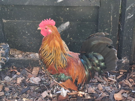 PEKIN BANTAM millefleur starter flock