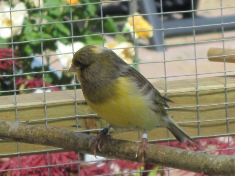 Gloster Canary male