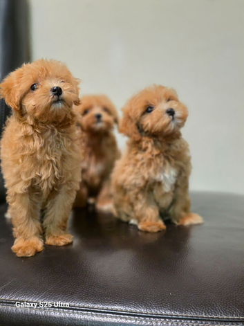 F1 Adorable Maltipoo Puppies
