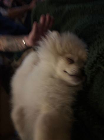 2 male Pomeranian pups reduced
