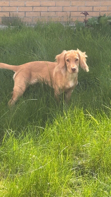 Cocker spaniel for sale