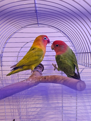 Beautiful bonded pair of lovebirds & cage