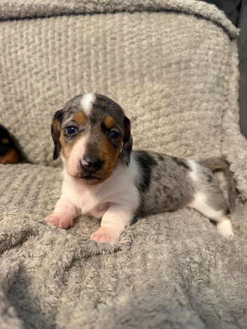 KC Miniature Dachshund Puppies 2 BOYS