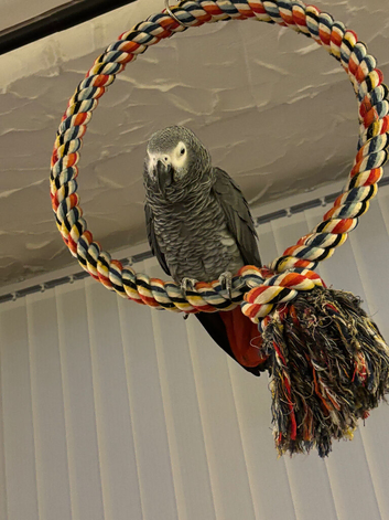 African grey parrot