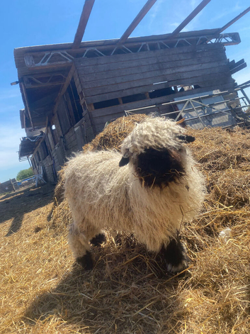 3 valais black nose wethers