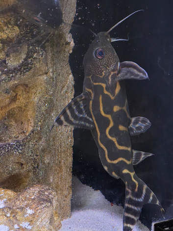 Synodontis catfish