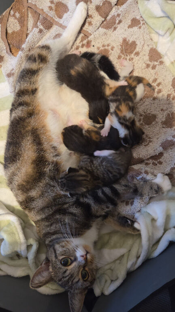 Black and white boy kitten had injections and is microchipped