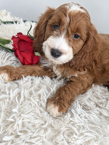 Beautiful Cockapoo puppies looking for loving homes! ️