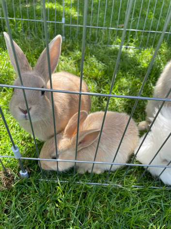 Bunnies