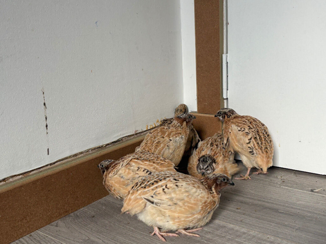Quail chicks 4 weeks old