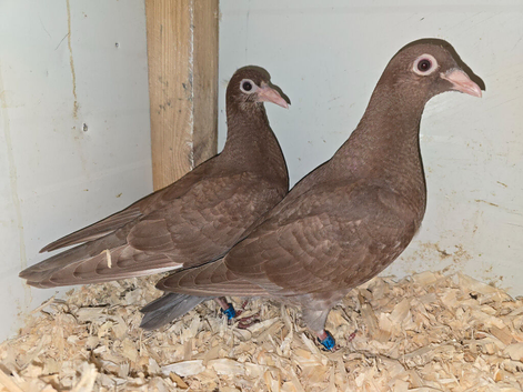 Chocolate Melueman Racing Pigeon RPRA Rung 2026