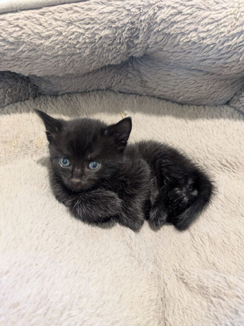 4 kittens
