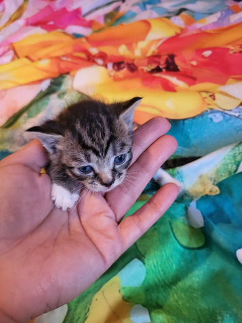 Mixed-syberian-british tabby girls