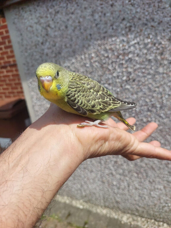 Hand reared super tame budgie