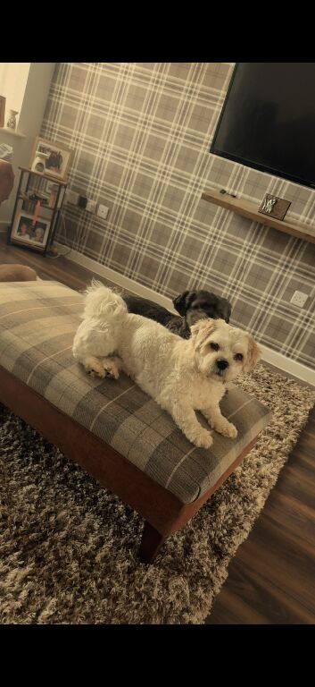 STUD Shih Tzu