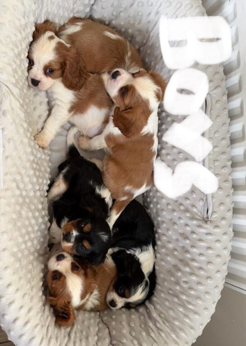 ️️️️️ King Charles cavalier puppy