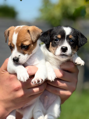 I Jack russell puppies
