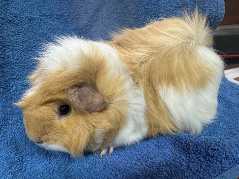 Pet sow guinea pig